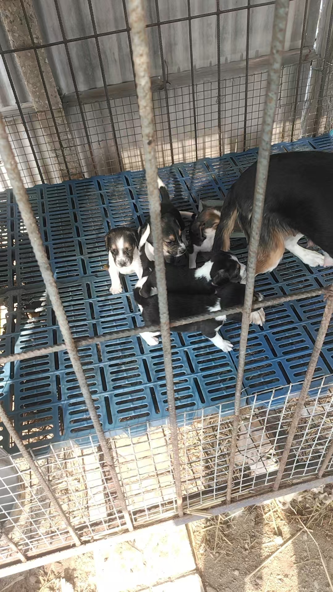 比格大，又称米格鲁猎犬，家庭伴侣，都可以性格温顺，买价400